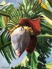 蕉蕾之七（Banana Plant Flowering #7）