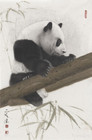 熊猫017